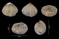 Burmirhychia athiensis